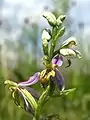 Ophrys apiferavar. trollii