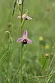 Bienen-Ragwurz (Ophrys apifera)