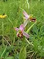 Ophrys apiferassp. jurana
