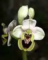 Ophrys tenthrediniferaSpanien – Mallorca