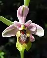 Ophrys tenthrediniferaSpanien – Mallorca