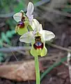 Ophrys tenthrediniferaItalien – SizilienZingaro