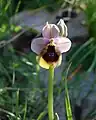 Ophrys tenthrediniferaItalien – SizilienZingaro