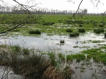 Landschaft im Oppenweher Moor