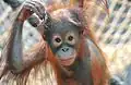 Orang-Utan-Nachwuchs