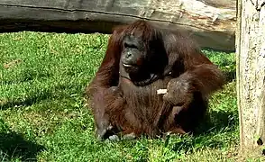 Borneo-Orang-Utan