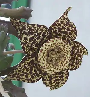 Orbea variegata