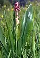 Orchis coriophora, im Bild mit (großen) Blättern der Herbst-Zeitlose, bei Razloge, Grenze Slowenien-Kroatien