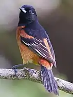 Männchen