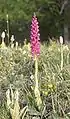 Orchis ×spuria