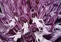Orchis italicaBlüten