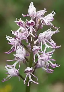 Affen-Knabenkraut(Orchis simia)