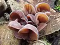 Judasohr(Auricularia auricula-judae)