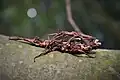 Pärchen einer unbeschriebenen Art, welche als Orestes sp. 'Kong Plong'