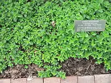 Majoran (auch Origanum syriacum, Origanum dictamnus) (ähnlich ist Satureja thymbra, Thymbra spicata, Kopfiger Thymian)