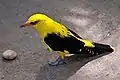 Pirol(Oriolus oriolus)