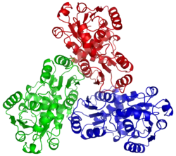 Ornithin-Transcarbamylase
