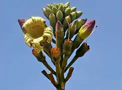 Blütenstand und Blüten