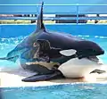 Orcas