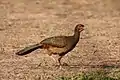 Chacochachalaca