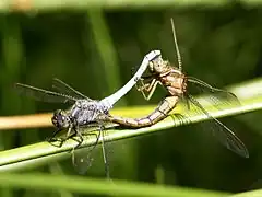Libellenparadies Ziegeleiloch - Paarungsrad der Kleinen Blaupfeile