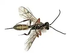 ♀ Ventralalansicht