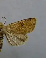 Weibchen