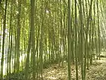 Bambushain