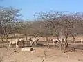 Säbel-/Oryxantilope