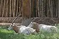 Säbelantilope(Oryx dammah)