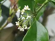 Süße Duftblüte