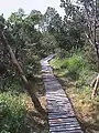 Das Georgenfelder Hochmoor – ein Holzbohlenweg
