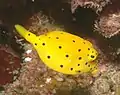 Jungfisch