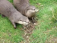 Zwergotter
