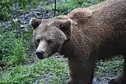 Ein Bär schaut in die Kamera