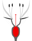 Unterständiger Fruchtknoten mit oben einem Hypanthium (epiperigyn)