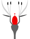 Mittelständiger Fruchtknoten (perigyn)