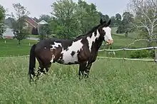 Paint Horse mit Overo-Zeichnung