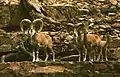 Freianlage für Arkale (Ovis cycloceros arkal)