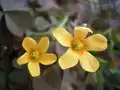 Blüten des Horn-Sauerklee (Oxalis corniculata)