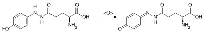 Autoxidation von Xanthodermin