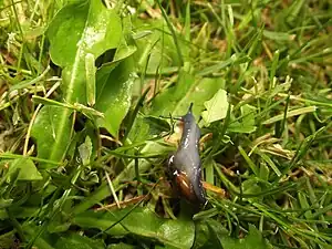 2015 Keller-Glanzschnecke