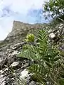 Felssteppe mit dem in Österreich stark gefährdeten Steppen-Spitzkiel (Oxytropis pilosa). Im Hintergrund eine Mauer der Burgruine.