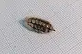 Penthophera morio, Puppe