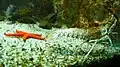 Sealife im Marinarium