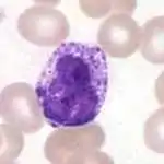 Basophiler Granulozyt