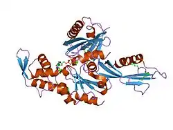 FtsA