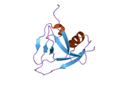 T-cell surface glycoprotein CD5