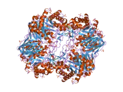 Glucocerebrosidase