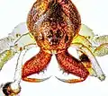 Frontale Detailaufnahme eines Männchens mit den hier gut erkennbaren Augen und Cheliceren